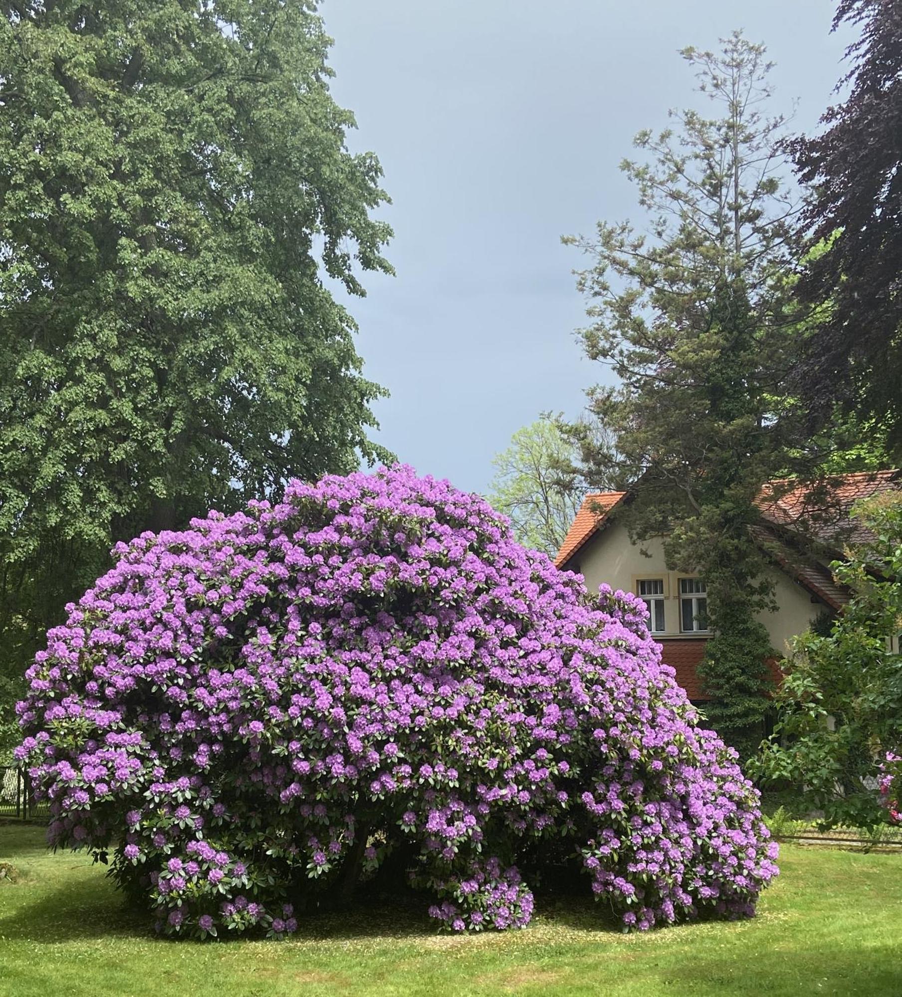 Villa Parkowa 5 Świeradów-Zdrój Buitenkant foto